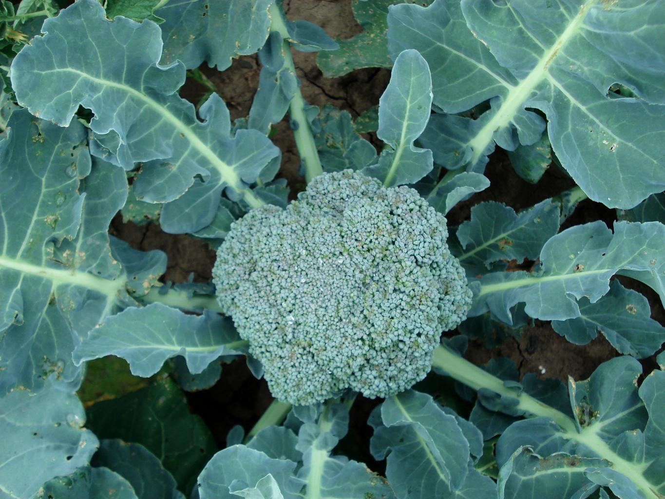 Broccoli