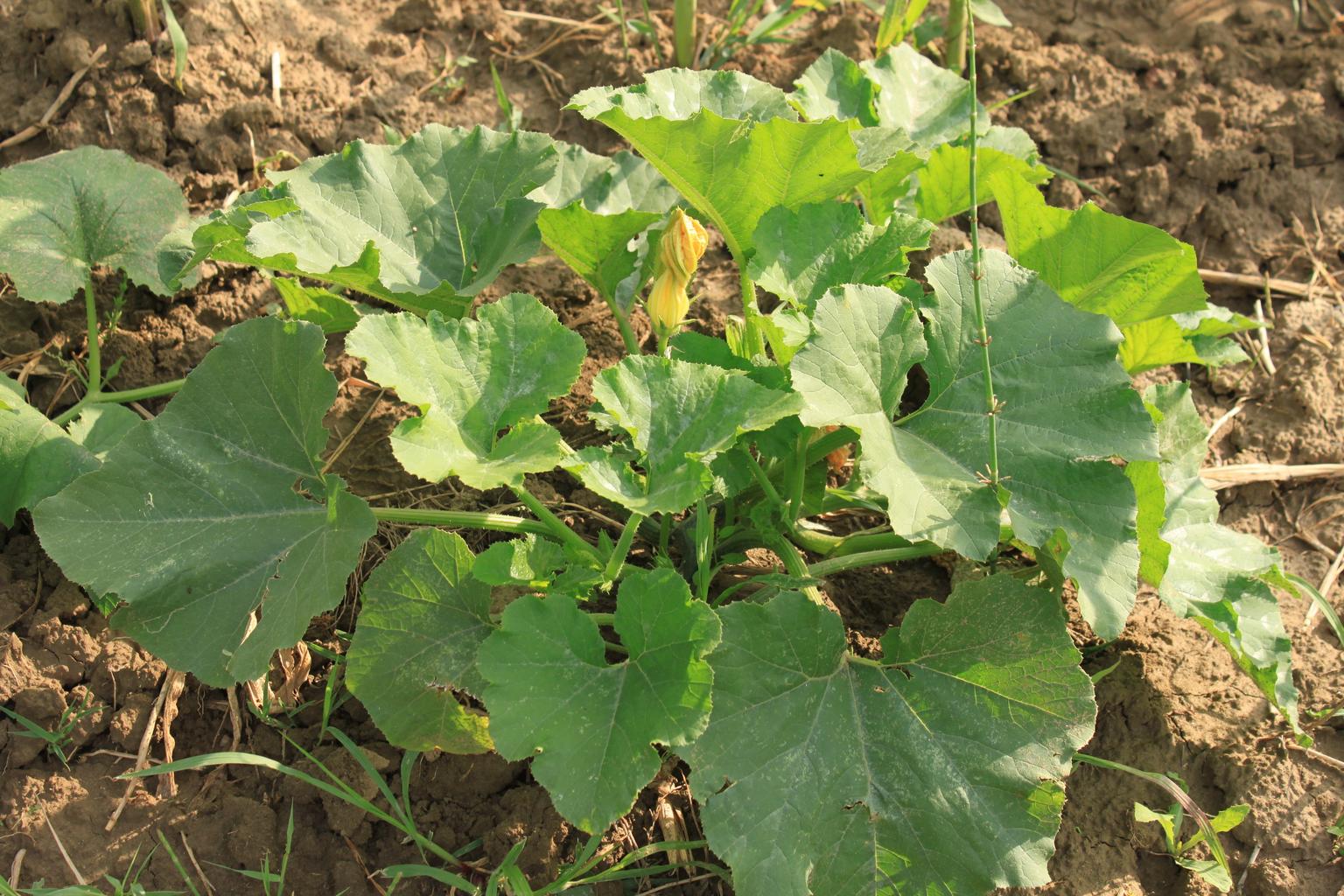 Pumpkin Leaves