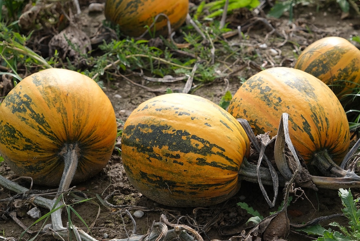 Pumpkin