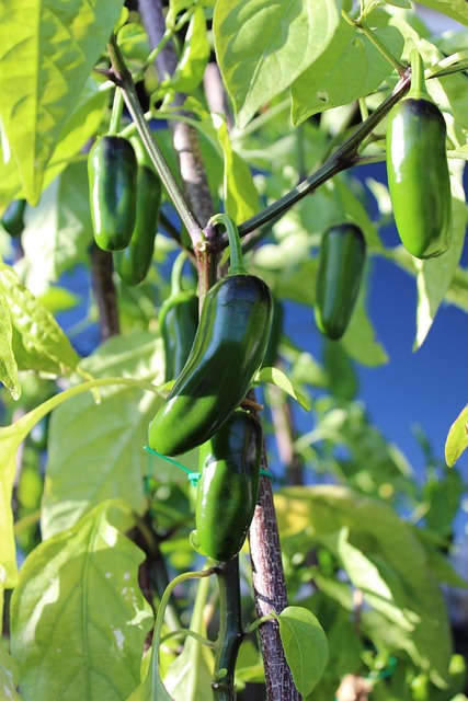 Jalapeno