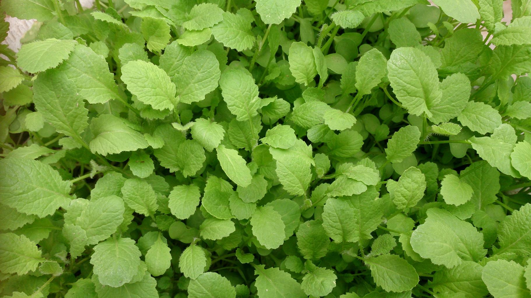 Mustard Green