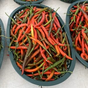 Thai Chili Pepper