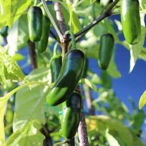 Jalapeno